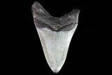 Bargain, Megalodon Tooth - North Carolina #80849-1